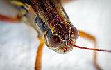 Grasshopper Closeup_P1170959-64